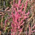 Scheda di Botanica N.156 Salicornia veneta - Piera Pellizzer, Emilio Rosso