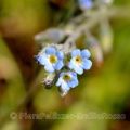 Scheda di Botanica N.157 Myosotis ramosissima - Piera Pellizzer Emilio Rosso