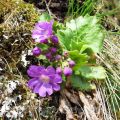 Scheda di Botanica N.159 Primula hirsuta - Piera Pellizzer, Emilio Rosso