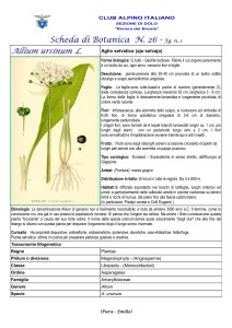 Allium ursinum n. 1