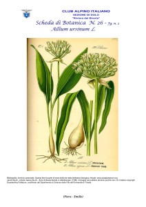 Allium ursinum n. 2