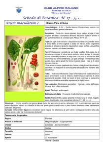 Arum maculatum fg. 1