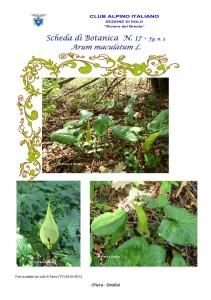 Arum maculatum fg. 3