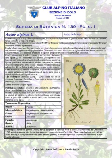 Scheda di Botanica N.139 Aster alpinus fg1 - Piera Pellizzer Emilio Rosso