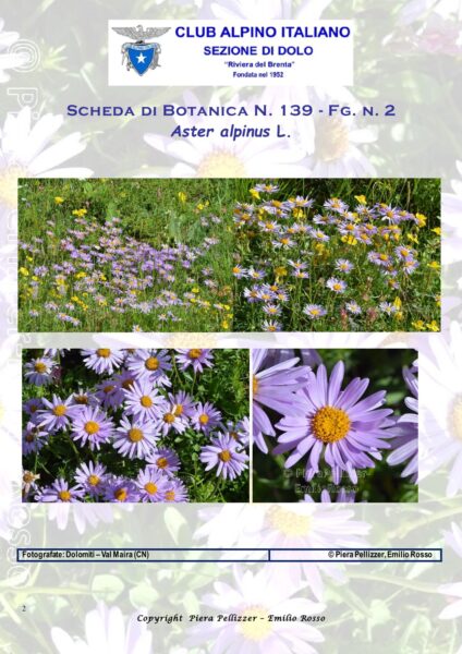Scheda di Botanica N.139 Aster alpinus fg2 - Piera Pellizzer Emilio Rosso