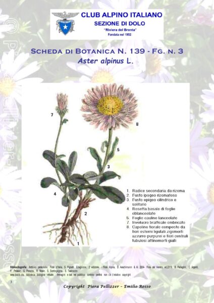 Scheda di Botanica N.139 Aster alpinus fg3- Piera Pellizzer Emilio Rosso