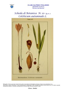 Colchicum autumnale fg. 2