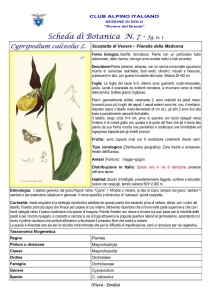 Cypripedium calceolus fg. 1