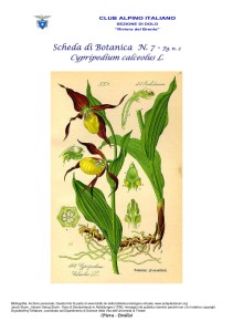 Cypripedium calceolus fg. 2