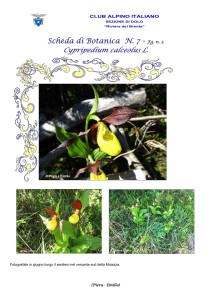 Cypripedium calceolus fg. 3