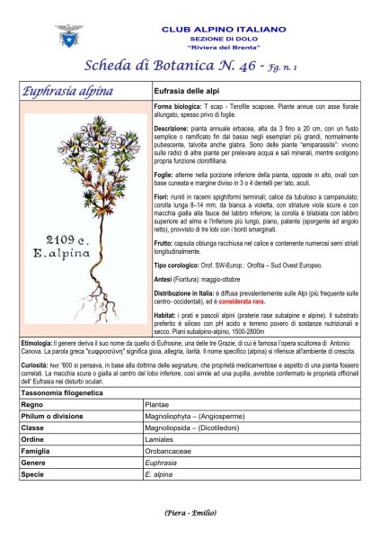 Scheda di Botanica n. 46 Euphrasia alpina fg. 1 - Piera, Emilio