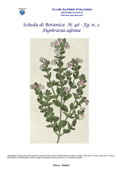 Scheda di Botanica n. 46 Euphrasia alpina fg. 2 - Piera, Emilio