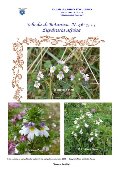 Scheda di Botanica n. 46 Euphrasia alpina fg. 3 - Piera, Emilio