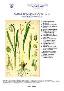 Galanthus nivalis fg. 2