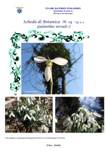 Galanthus nivalis fg. 3