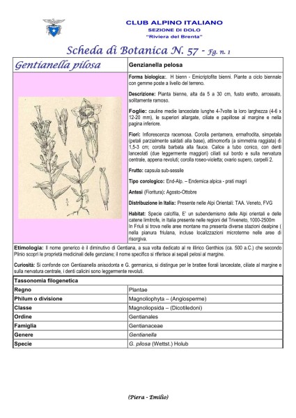 Scheda di Botanica N. 57 Gentianella pilosa fg. 1 - Piera, Emilio