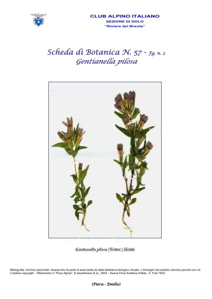 Scheda di Botanica N. 57 Gentianella pilosa fg. 2 - Piera, Emilio