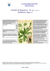 Helleborus niger fg. 2