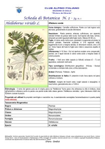 Helleborus viridis fg. 1