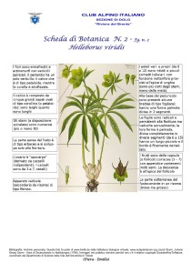 Helleborus viridis fg. 2