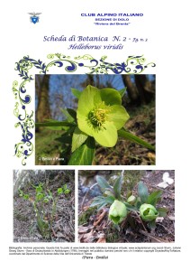 Helleborus viridis fg. 3