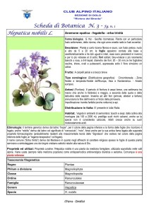 Hepatica nobilis fg. 1