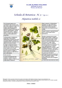Hepatica nobilis fg. 2