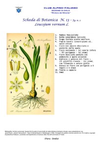 Leucojum vernum fg. 2
