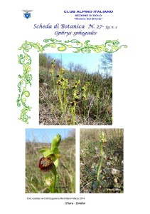 Ophrys sphegodes fg. 3