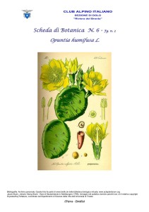 Opuntia humifusa fg. 2