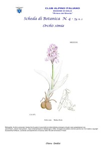 Orchis simia fg. 2