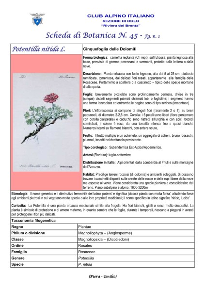 Scheda di Botanica n. 45 Potentilla nitida fg. 1- Piera, Emilio