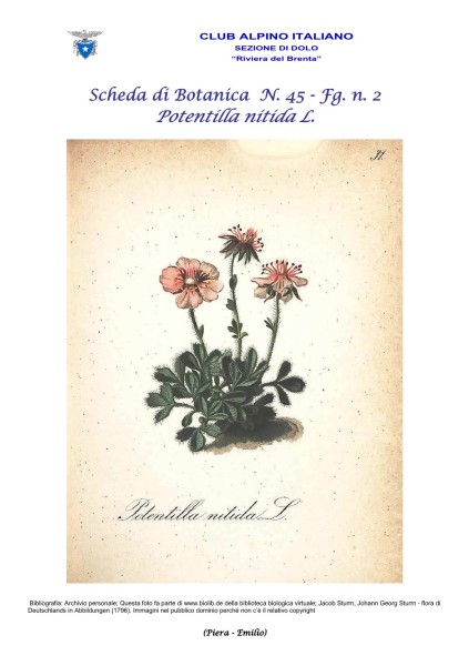 Scheda di Botanica n. 45 Potentilla nitida fg. 2 - Piera, Emilio