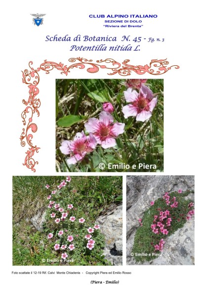 Scheda di Botanica n. 45 Potentilla nitida fg. 3 - Piera, Emilio