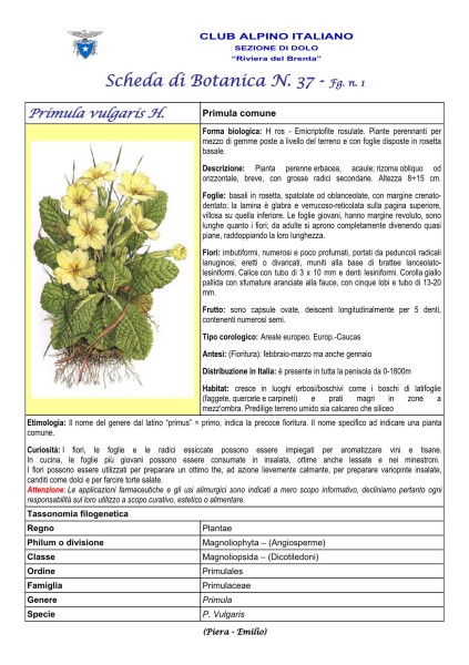 Scheda di Botanica n. 37 Primula vulgaris fg.1 - Piera, Emilio