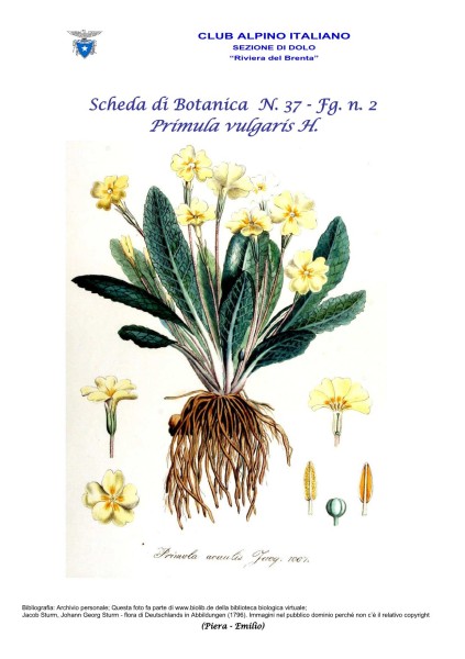Scheda di Botanica n. 37 Primula vulgaris  fg.2 - Piera, Emilio