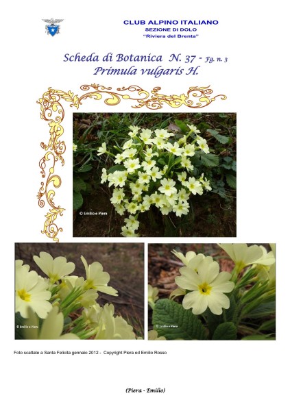 Scheda di Botanica n. 37 Primula vulgaris fg. 3 - Piera, Emilio