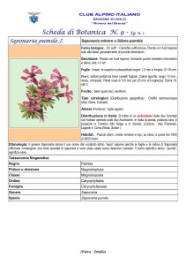 Saponaria pumila fg. 1