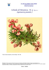 Saponaria pumila fg. 2