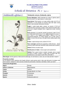 Soldanella alpina fg. 1