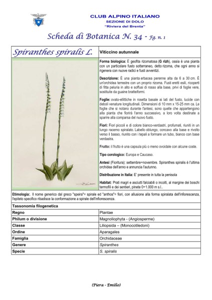 Scheda di Botanica n. 34 Spiranthes spiralis -1 - Piera, Emilio