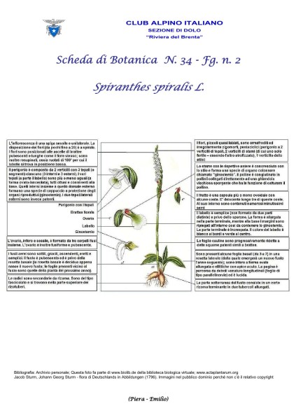 Scheda di Botanica n. 34 Spiranthes spiralis - 2 - Piera, Emilio