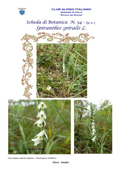 Scheda di Botanica n. 34 Spiranthes spiralis - 3 - Piera, Emilio