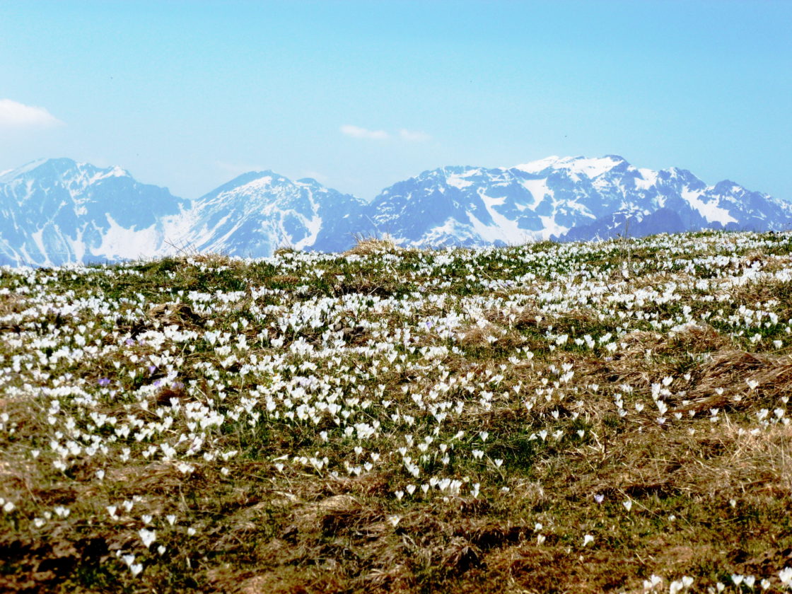 primavera sul monte Novegno